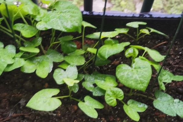 喇叭花的开放时间，花期为每年6-10月份