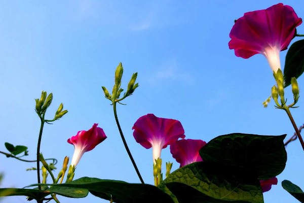 喇叭花的开放时间，花期为每年6-10月份