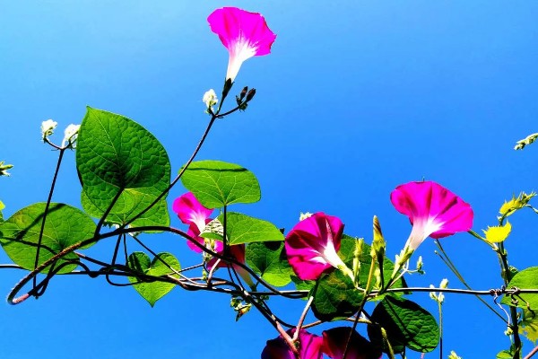 喇叭花的开放时间，花期为每年6-10月份