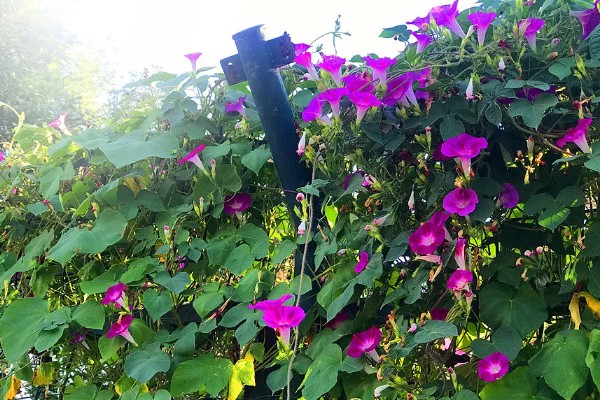 喇叭花的开放时间，花期为每年6-10月份