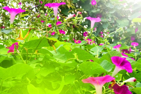 喇叭花的开放时间，花期为每年6-10月份