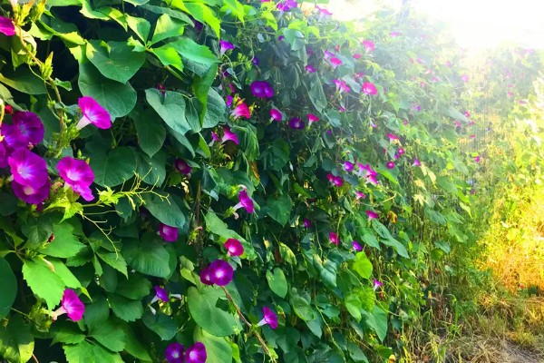 喇叭花的开放时间，花期为每年6-10月份