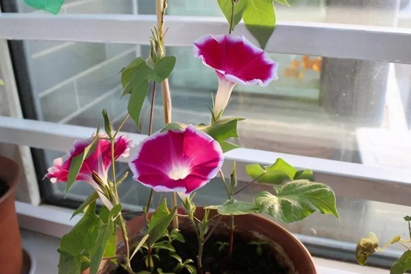 喇叭花的开放时间，花期为每年6-10月份