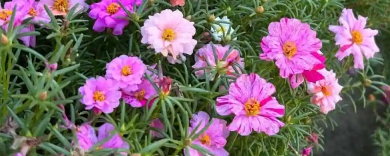 太阳花一年四季会开花吗，是可以一年四季开花的