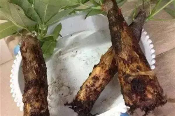 发财树锯掉顶后如何封顶，需要在伤口处涂抹一点草木灰