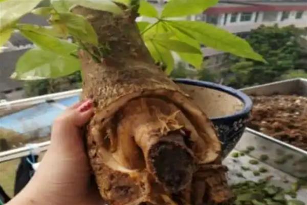 发财树锯掉顶后如何封顶，需要在伤口处涂抹一点草木灰