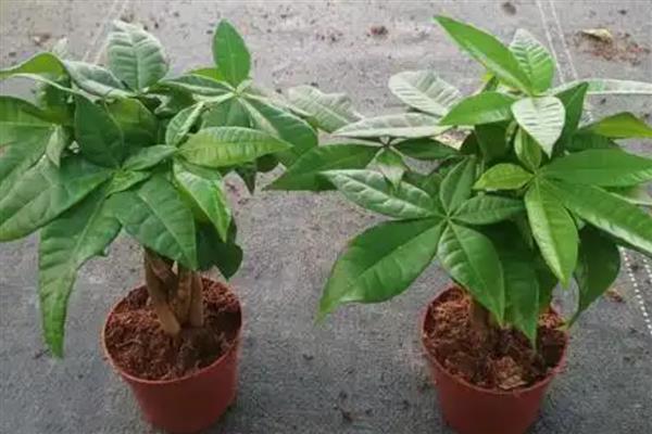 发财树锯掉顶后如何封顶，需要在伤口处涂抹一点草木灰