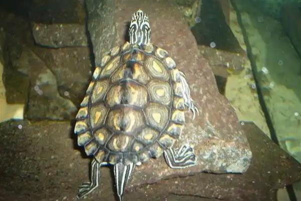 地图龟能和鱼一起养吗，可选择体型大的鱼混养