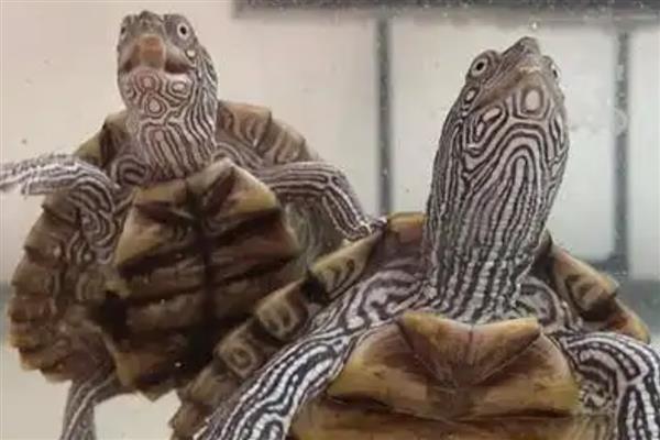 地图龟能和鱼一起养吗，可选择体型大的鱼混养