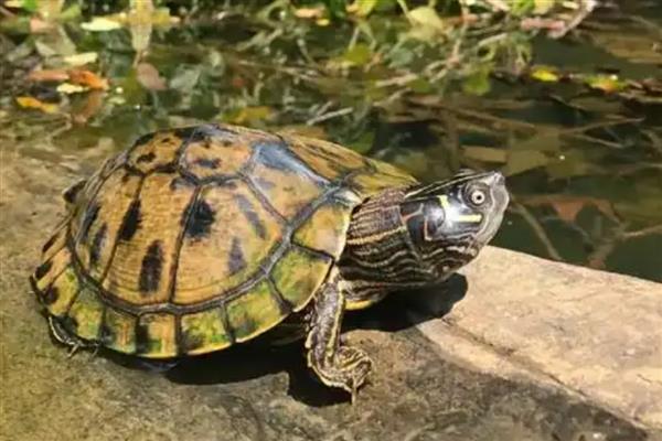 地图龟能和鱼一起养吗，可选择体型大的鱼混养