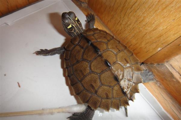 地图龟能和鱼一起养吗，可选择体型大的鱼混养