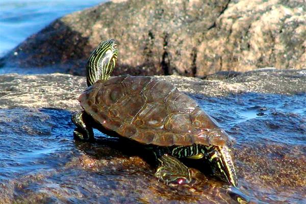 地图龟能和鱼一起养吗，可选择体型大的鱼混养