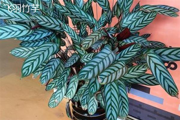 竹芋的品种，七彩竹芋、紫背竹芋等品种很常见