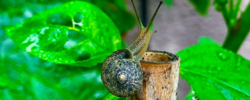 蜗牛的休眠因素，温度低于12-15℃时进入休眠