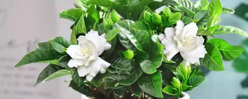 养栀子花要注意什么，春秋冬三季提供全天候的光照