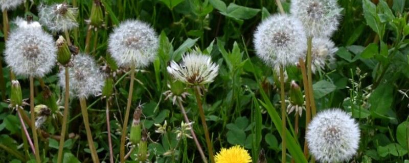 蒲公英传播种子的方法,种子会被风吹到四面八方