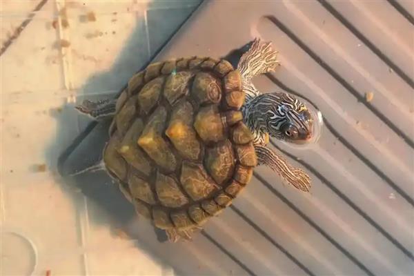 地图龟能和鱼一起养吗，可选择体型大的鱼混养