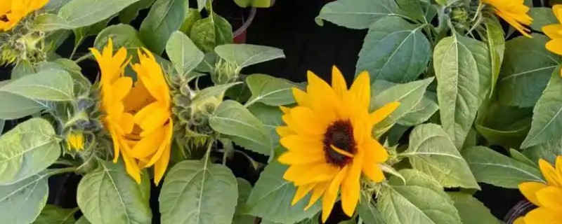 矮向日葵会不会结籽，矮向日葵会结籽