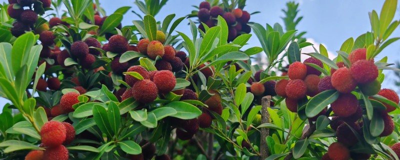 杨梅的常见病虫害及防治方法,常见的有褐斑病、癌肿病等