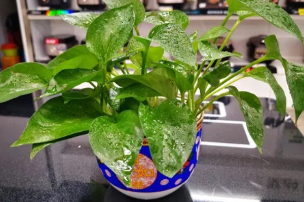 家里养绿萝有哪些禁忌,忌阴暗环境、卫生间等