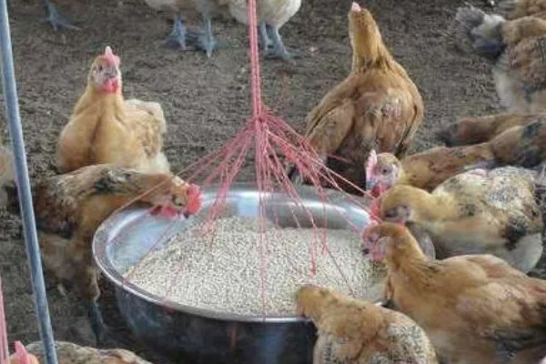 豆渣养鸡的方法，发酵后才能饲喂