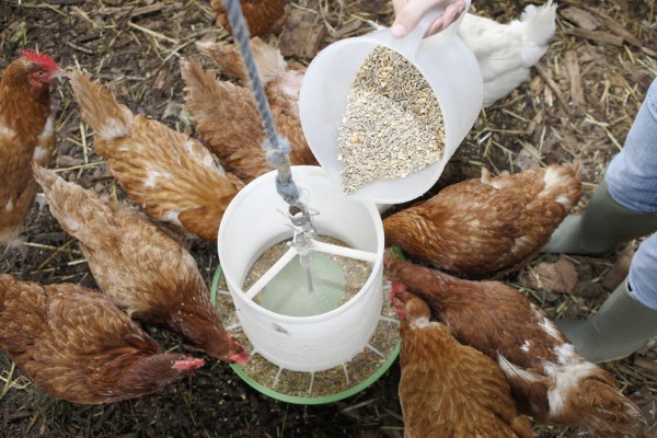 豆渣养鸡的方法，发酵后才能饲喂