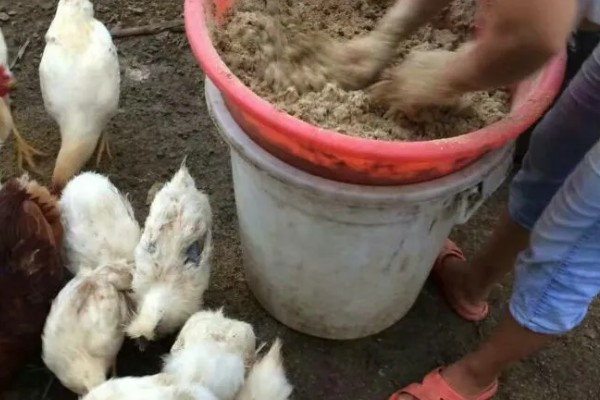 豆渣养鸡的方法，发酵后才能饲喂