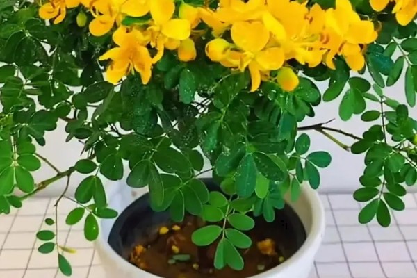 黄金梅的最低耐寒温度，最低耐寒0℃