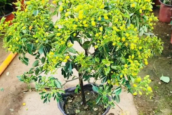 黄金梅的最低耐寒温度，最低耐寒0℃
