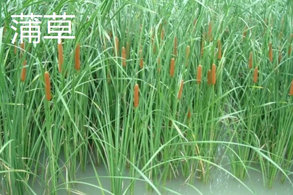 水生植物如何养殖，需要充足的光照