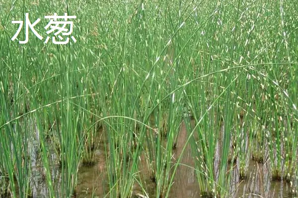 水生植物如何养殖，需要充足的光照