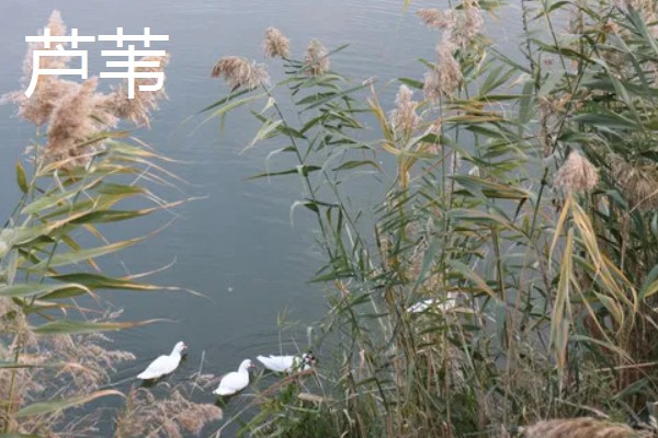 水生植物如何养殖，需要充足的光照