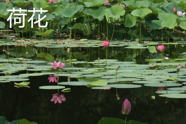 水生植物如何养殖，需要充足的光照