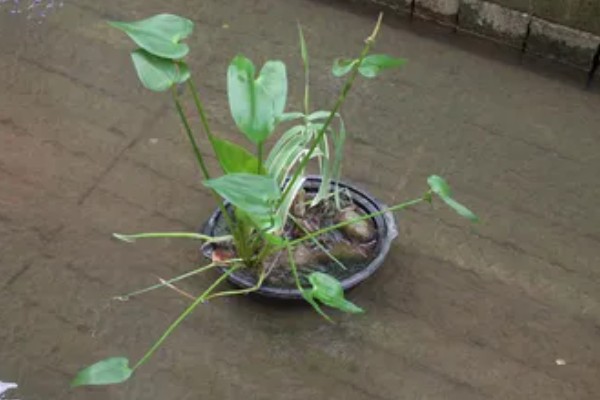 水生植物如何养殖，需要充足的光照