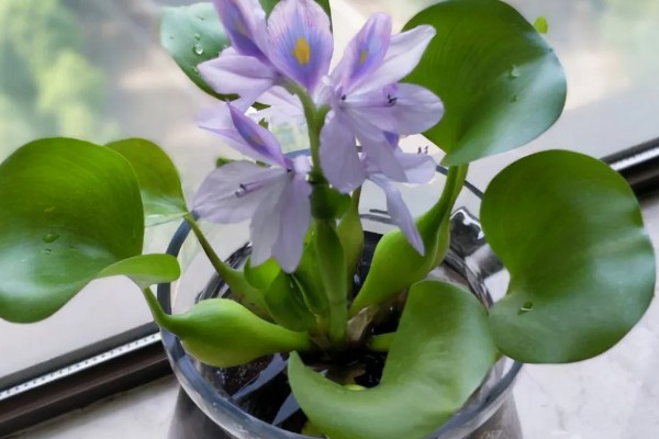 水生植物如何养殖，需要充足的光照