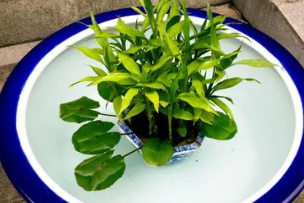 水生植物如何养殖，需要充足的光照