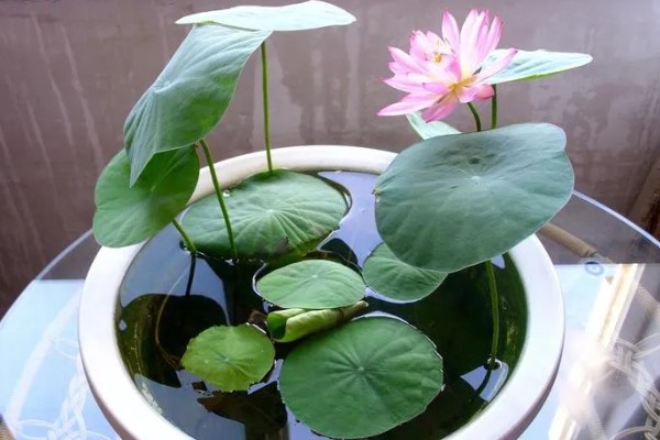 水生植物如何养殖，需要充足的光照