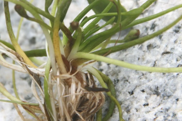 水生植物如何养殖，需要充足的光照