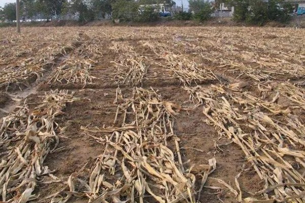 秸秆腐烂需要什么条件，需具备秸杆腐烂的微生物、合适的温度等