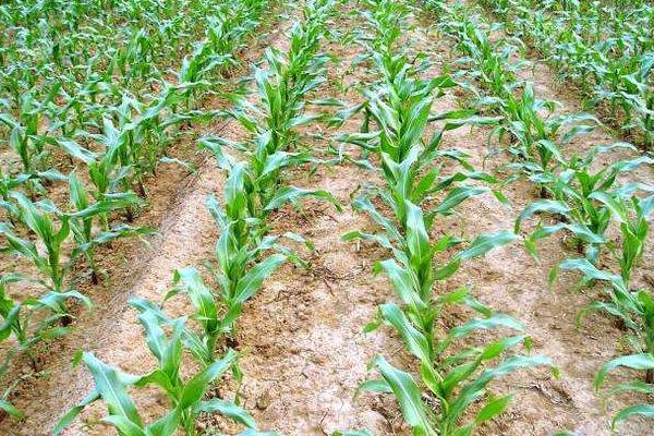 亚美3号玉米种子简介，生育期春季平均111.2天