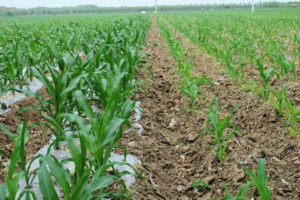 桂单562玉米种子特征特性，中抗（MR）拟轮枝镰孢穗腐病