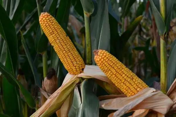 新苞玉353玉米种子介绍，全生育期叶片数18
