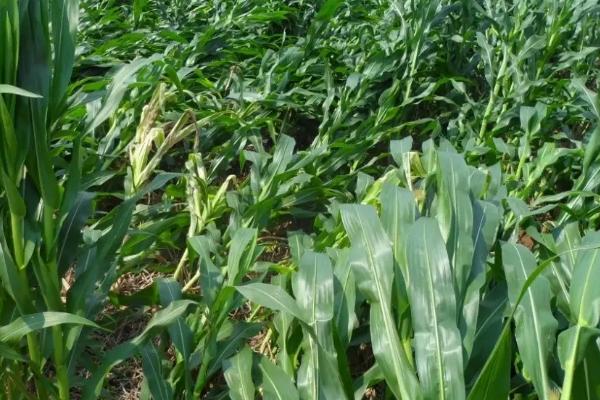 丰农909玉米种子介绍，一次性播种全苗