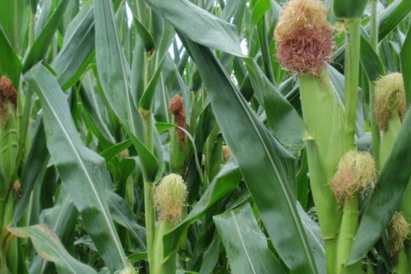 新苞玉353玉米种子介绍，全生育期叶片数18