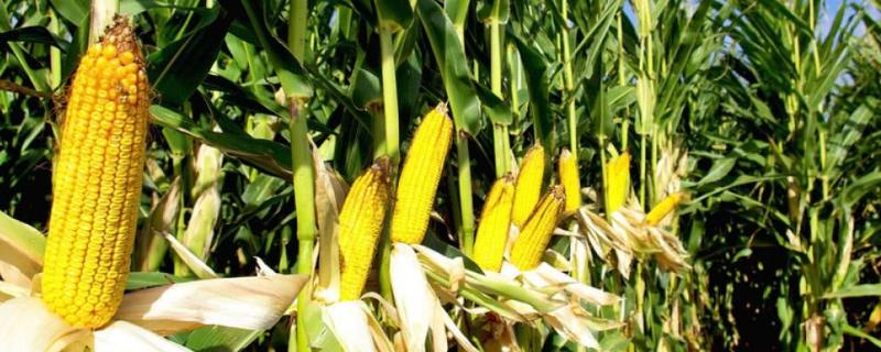 新苞玉353玉米种子介绍，全生育期叶片数18
