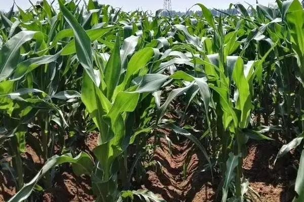 晶甜奶香糯N98玉米品种的特性