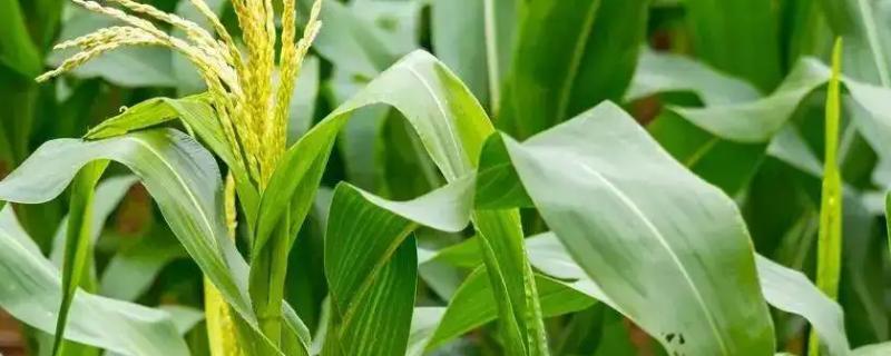 晶甜奶香糯N98玉米品种的特性