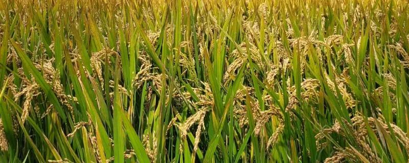 利香优凯香丝水稻品种简介，每亩大田用种量5-8公斤