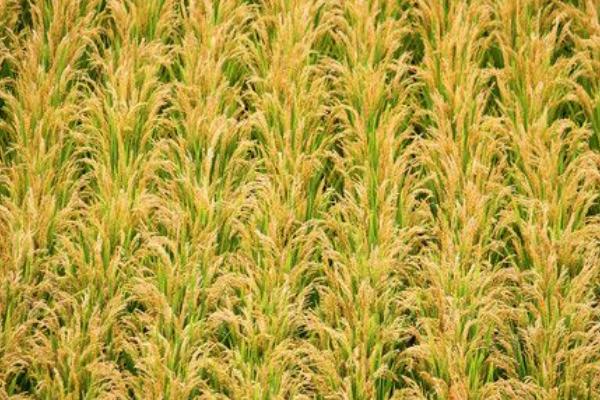 又香优15香水稻种子介绍，每亩大田用种量0～5公斤