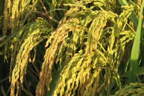 甬优122水稻种子特征特性，生育期134.8天